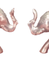 elephant-two-elephant-toward-face