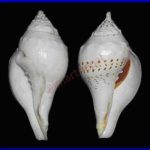 original-shell-shankh
